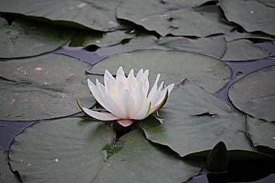 经典弹幕射击《怒首领蜂大复活》新预告 11月25日登陆Switch